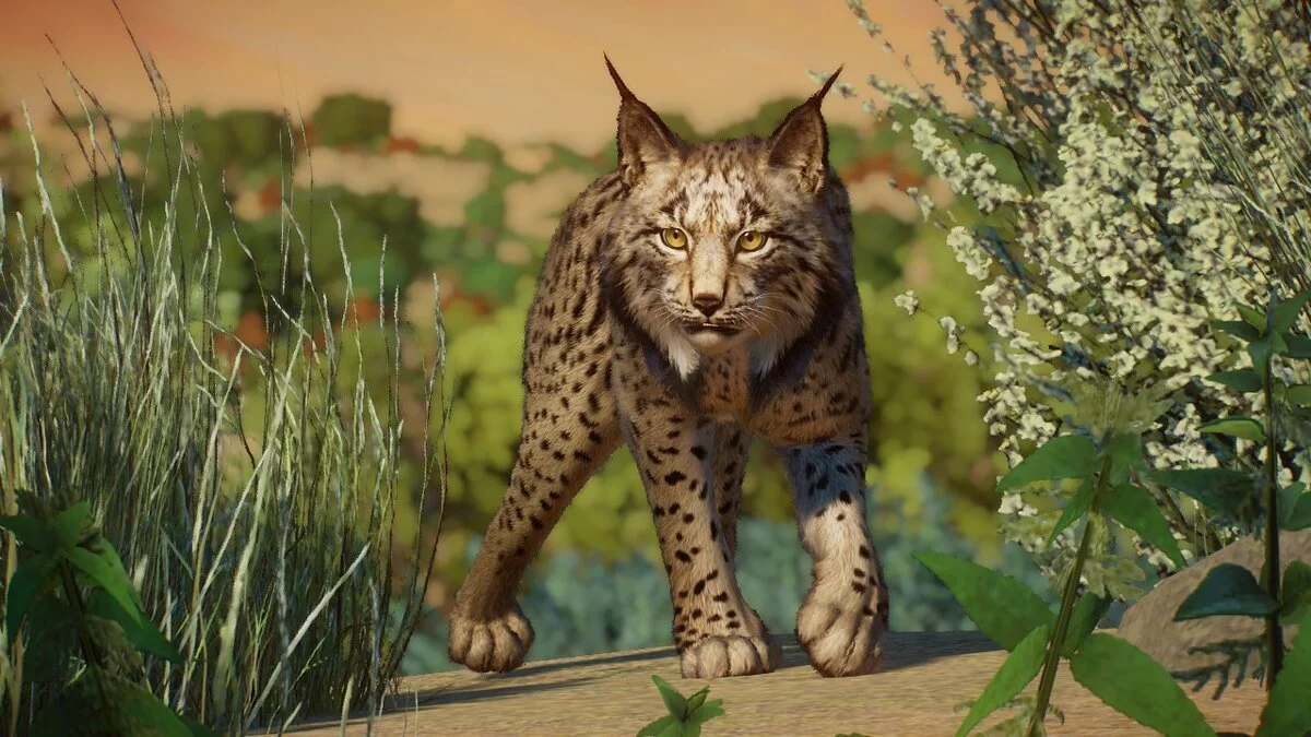 Planet Zoo — Пиренейская рысь - новые виды