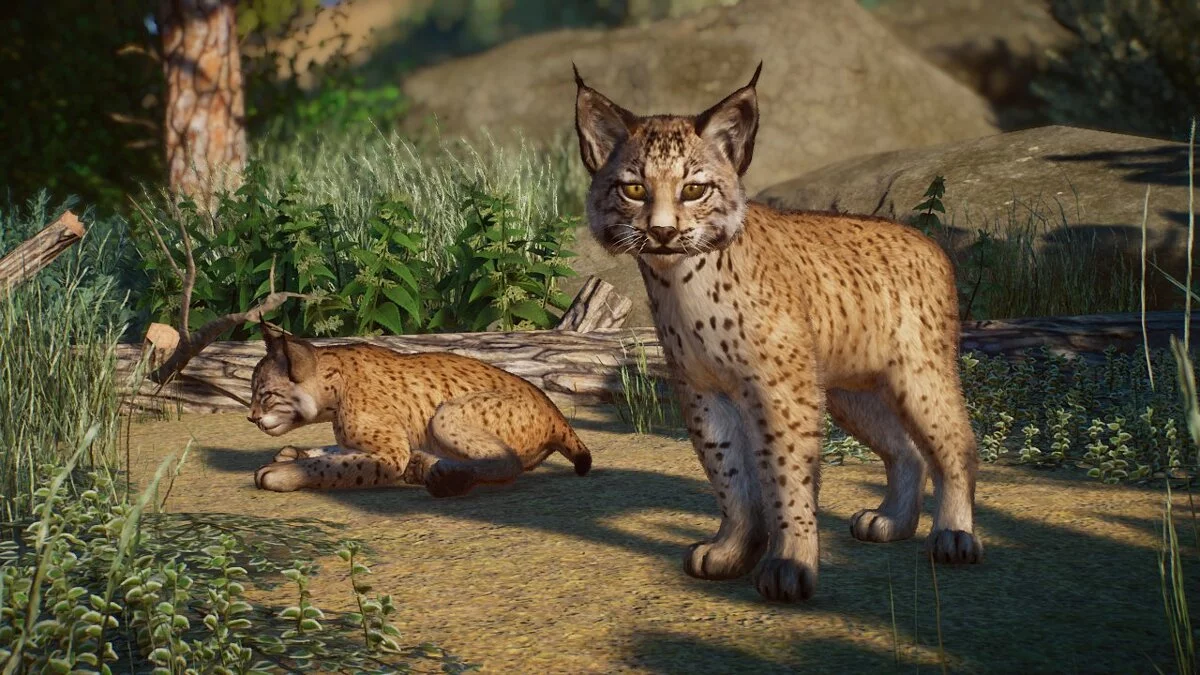 Planet Zoo — Пиренейская рысь - новые виды