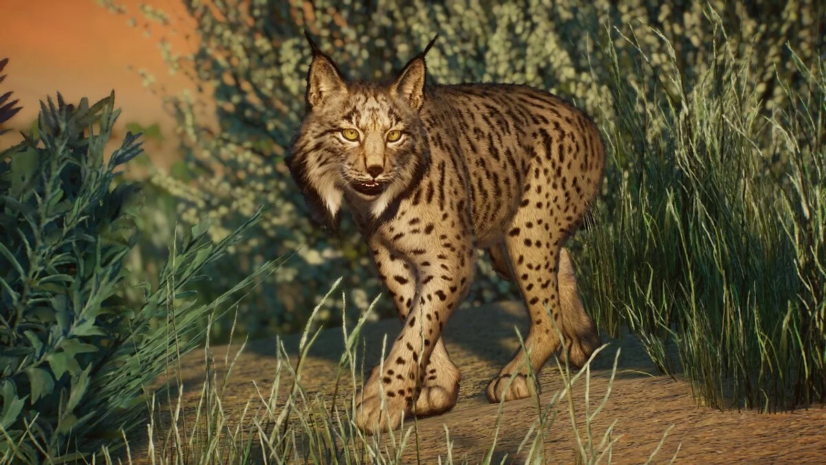 Planet Zoo — Iberian lynx - new species