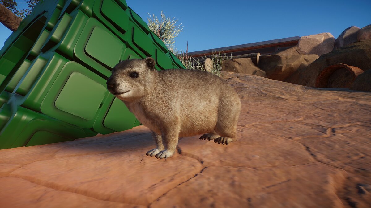 Planet Zoo — Rock hyrax - new species