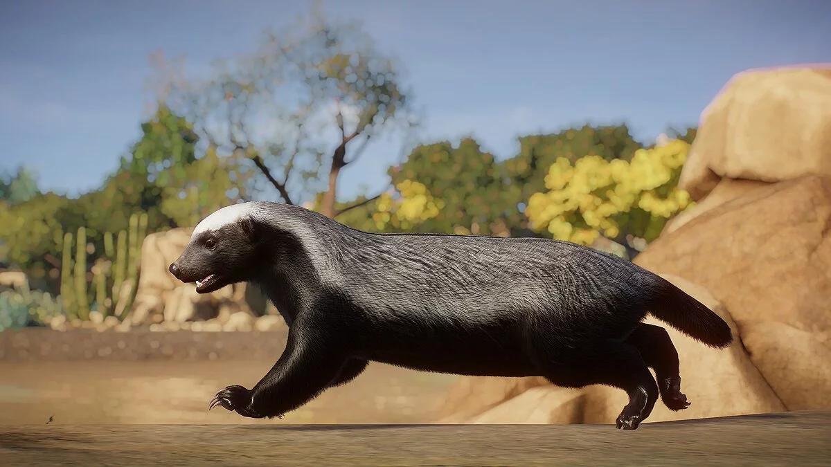 Planet Zoo — Honey badger - new species