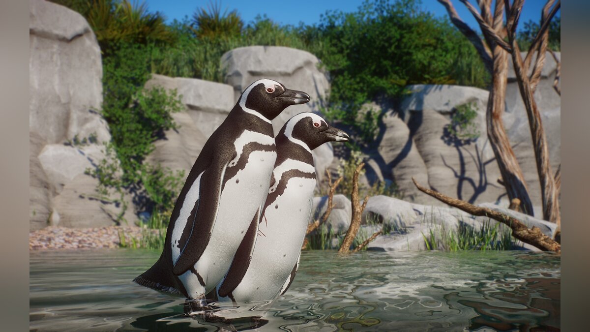 Planet Zoo — New species - Magellanic penguin