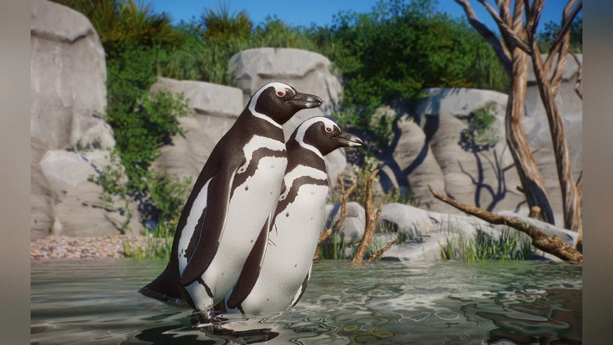 Planet Zoo — Nueva especie: pingüino de Magallanes