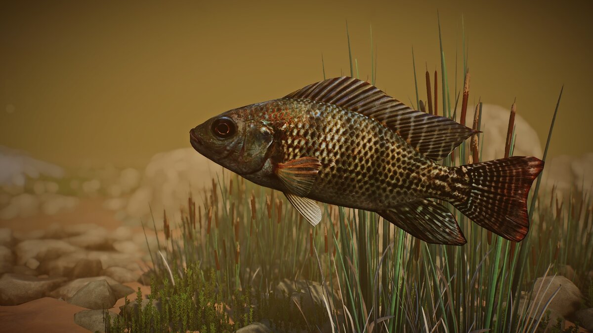 Planet Zoo — New species - blue tilapia