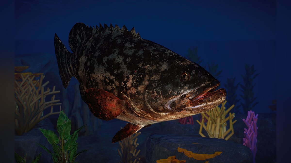 Planet Zoo — New species - Atlantic goliath grouper