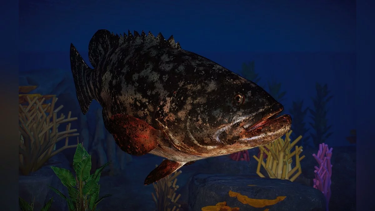 Planet Zoo — New species - Atlantic goliath grouper