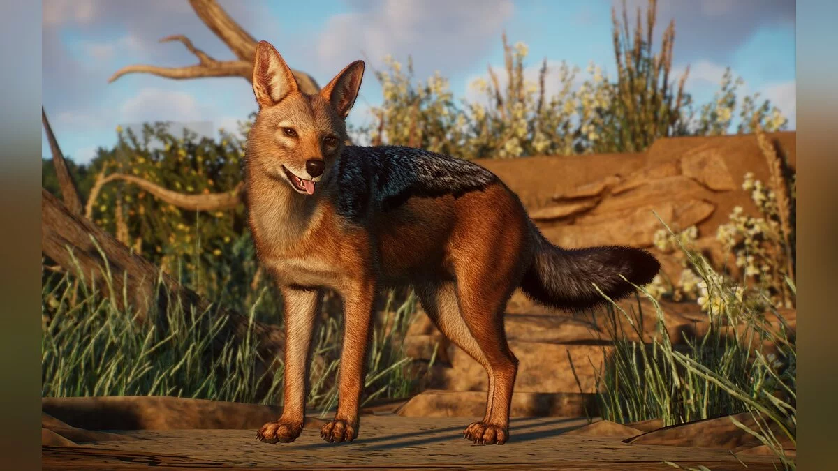 Planet Zoo — Нові види - чорноспівний шакал