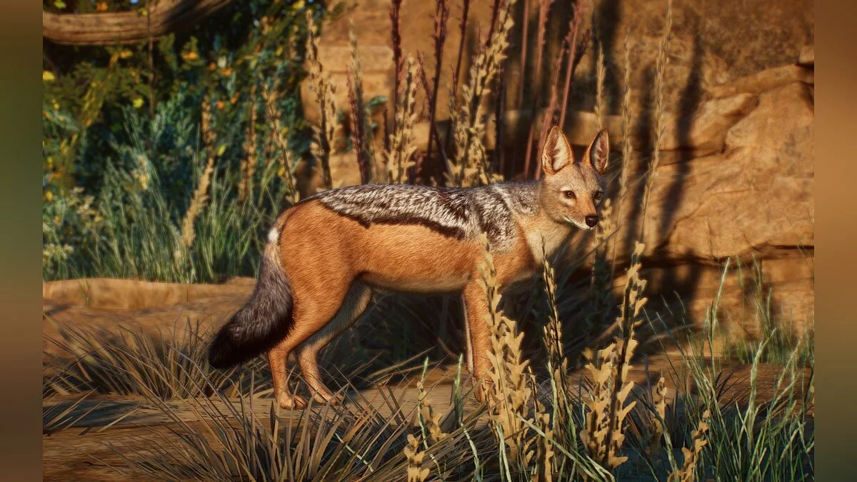 Planet Zoo — New species - black-backed jackal