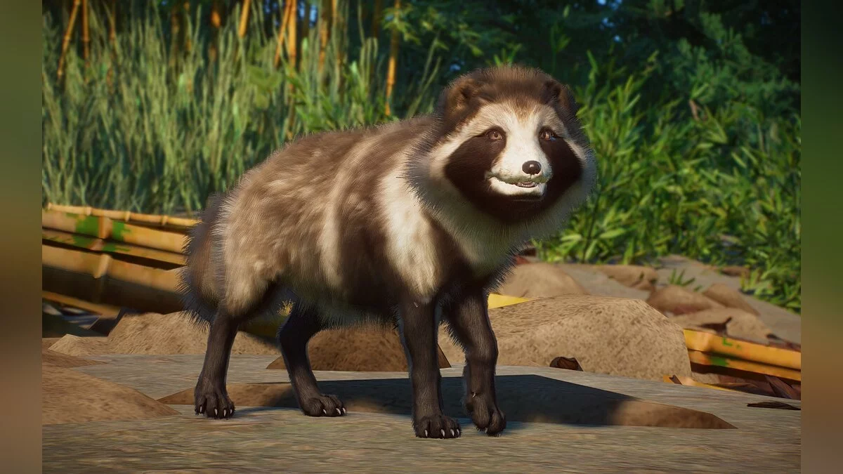 Planet Zoo — New species - Japanese raccoon dog