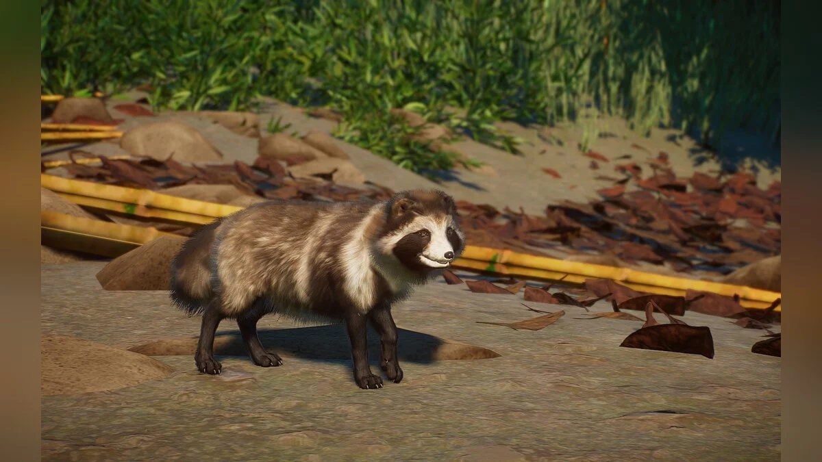 Planet Zoo — Нові види - японський єнотовидний собака