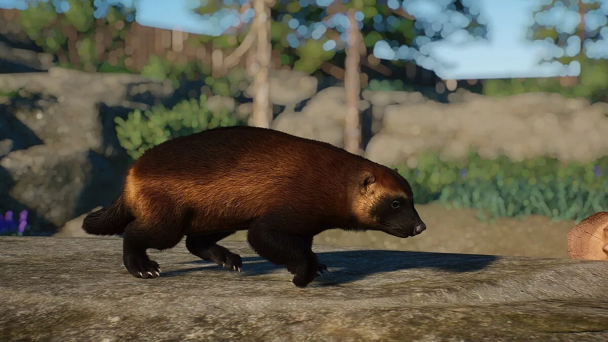 Planet Zoo — Европейская росомаха - новые виды