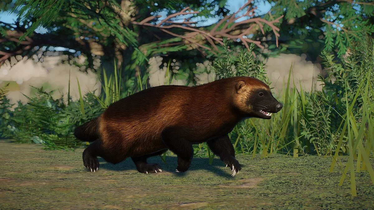 Planet Zoo — European wolverine - new species