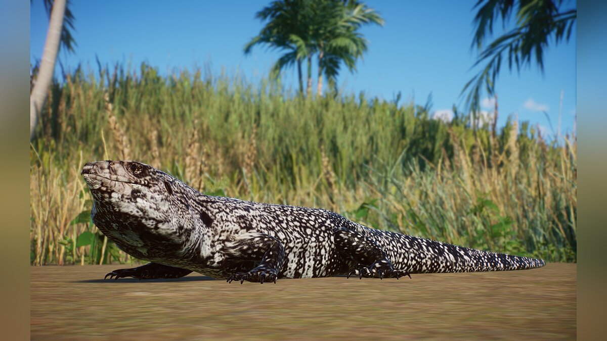 Planet Zoo — New species - Argentine black and white tegu