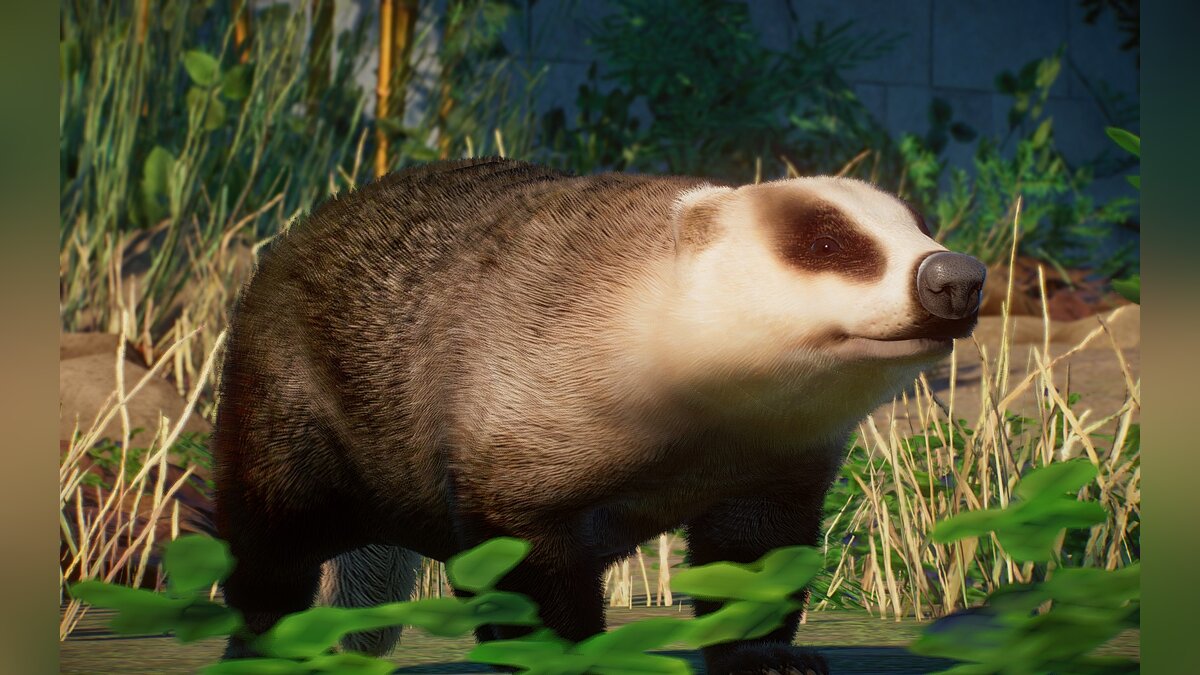 Planet Zoo — New species - Japanese badger