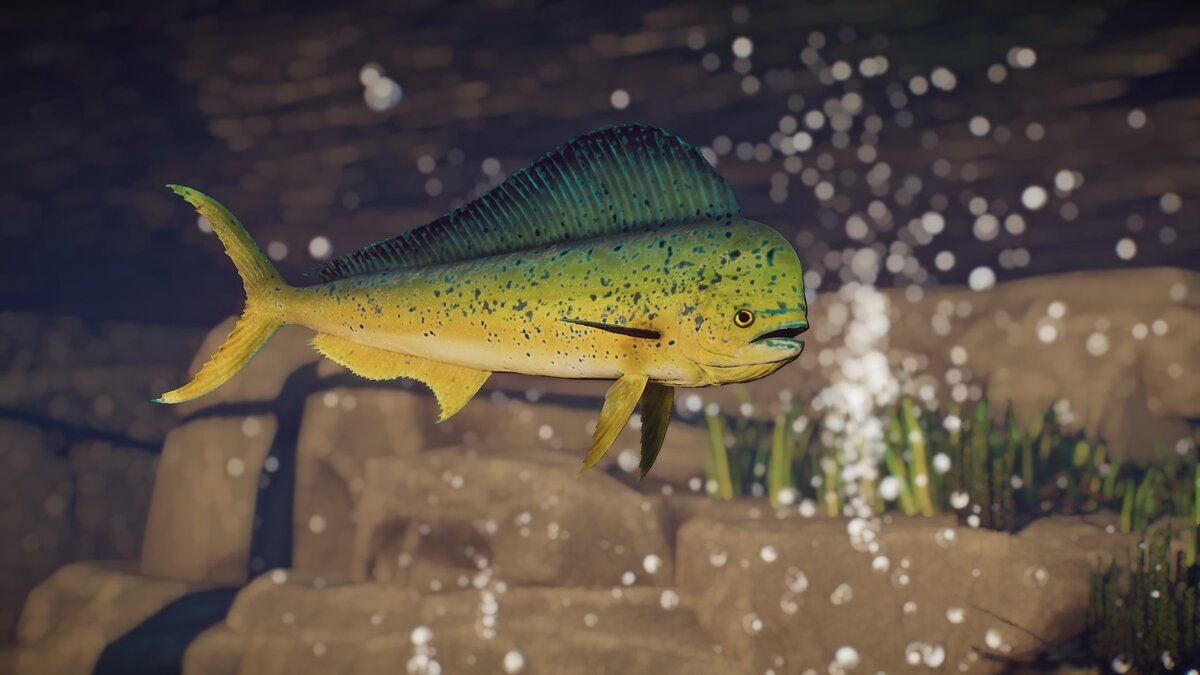 Planet Zoo — New species - Mahi-Mahi