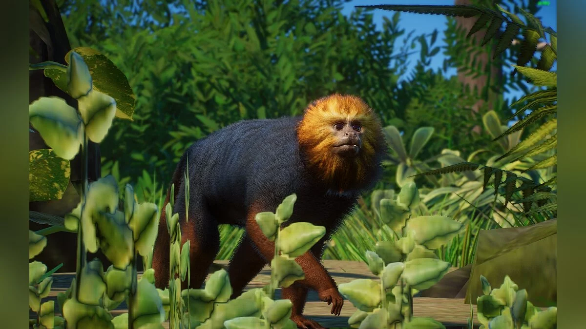 Planet Zoo — Nueva especie: el tití león de cabeza dorada