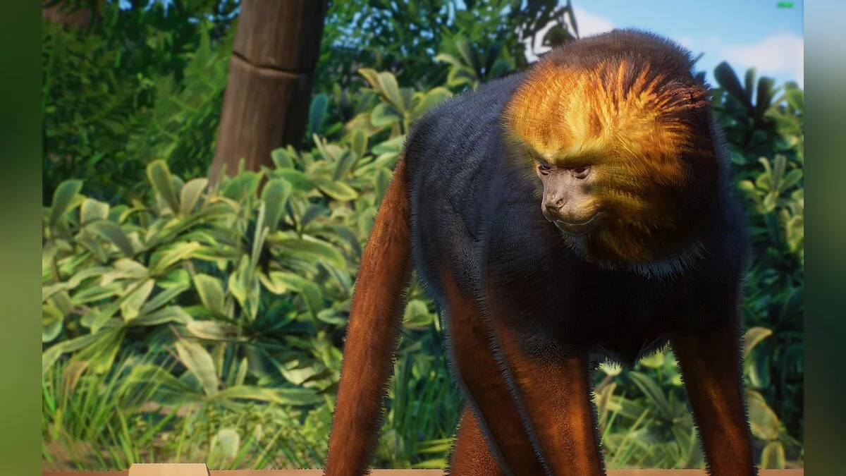 Planet Zoo — Новые виды - златоголовый лев тамарин