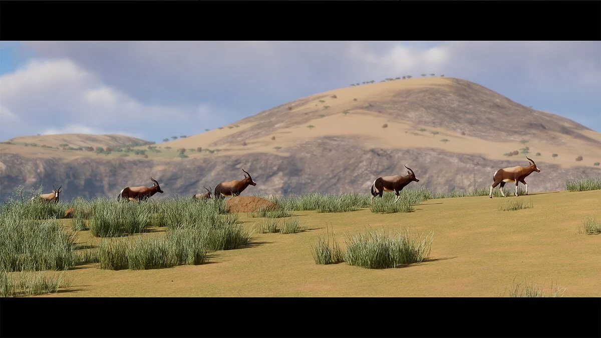Planet Zoo — Нові види - бонтебок