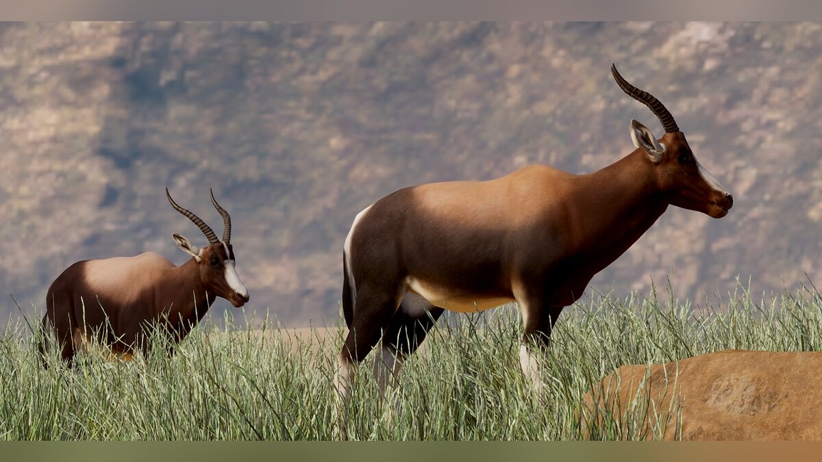 Planet Zoo — New species - bontebok