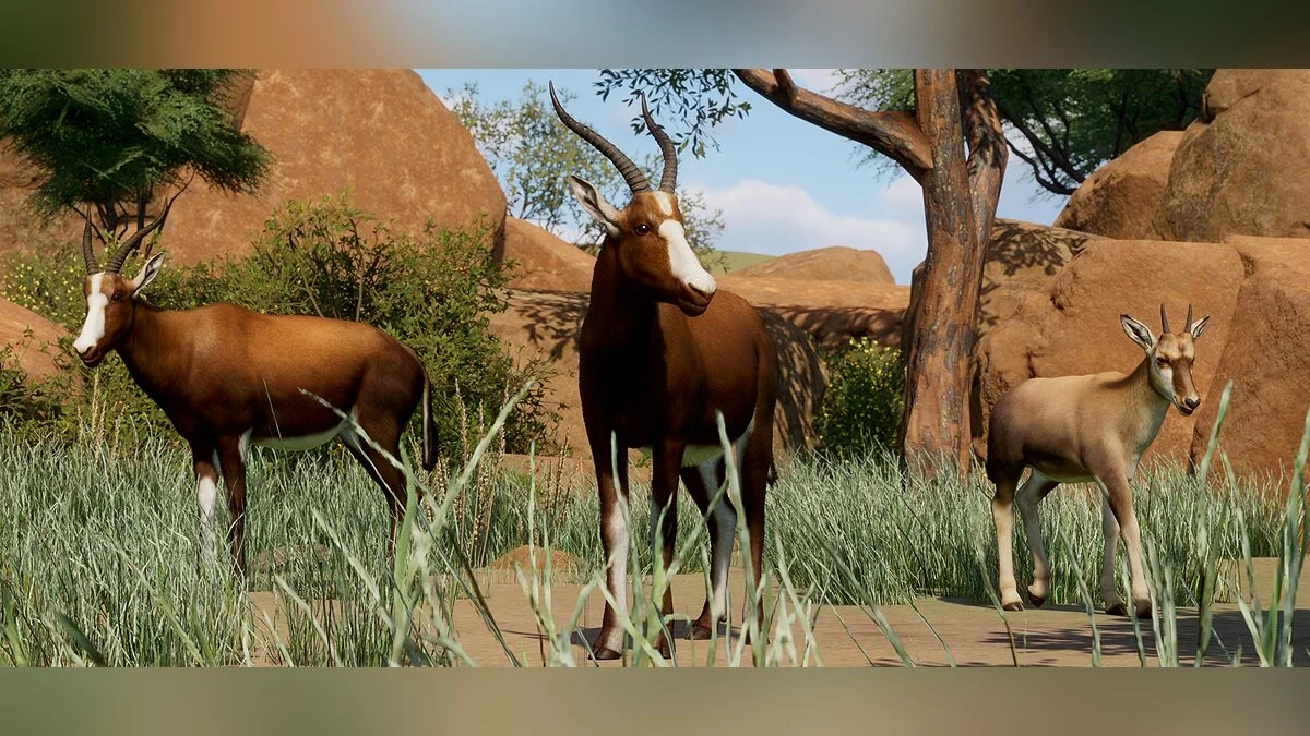 Planet Zoo — New species - blesbok