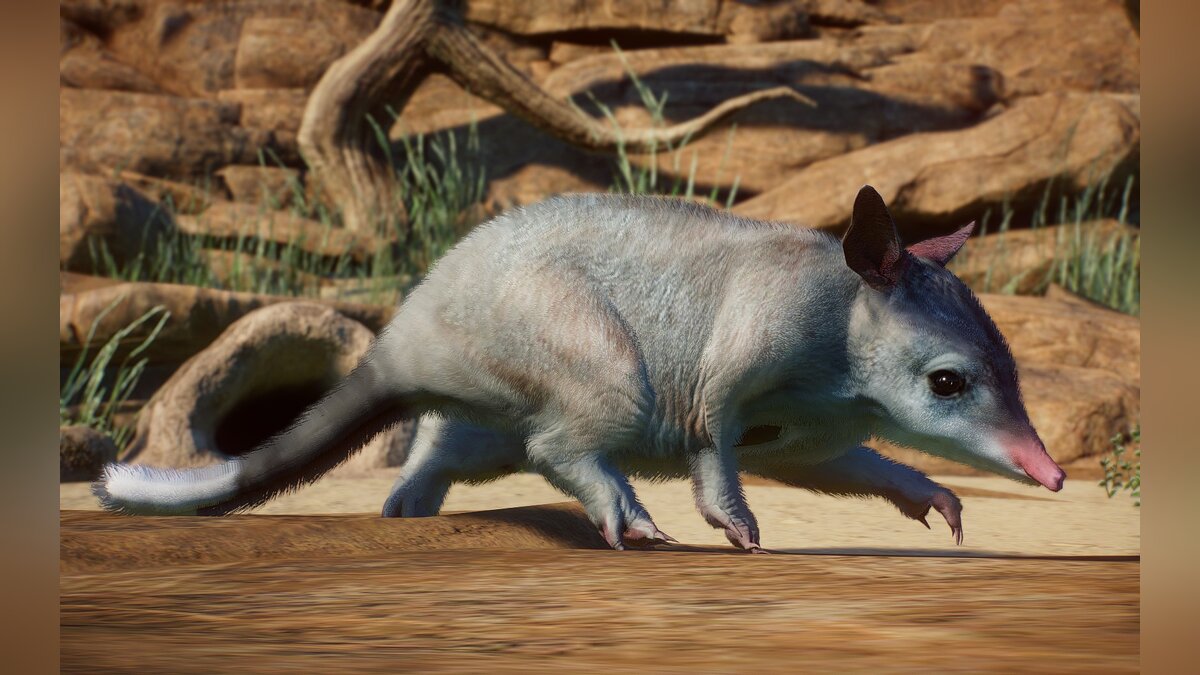 Planet Zoo — New Species - Greater Bilby