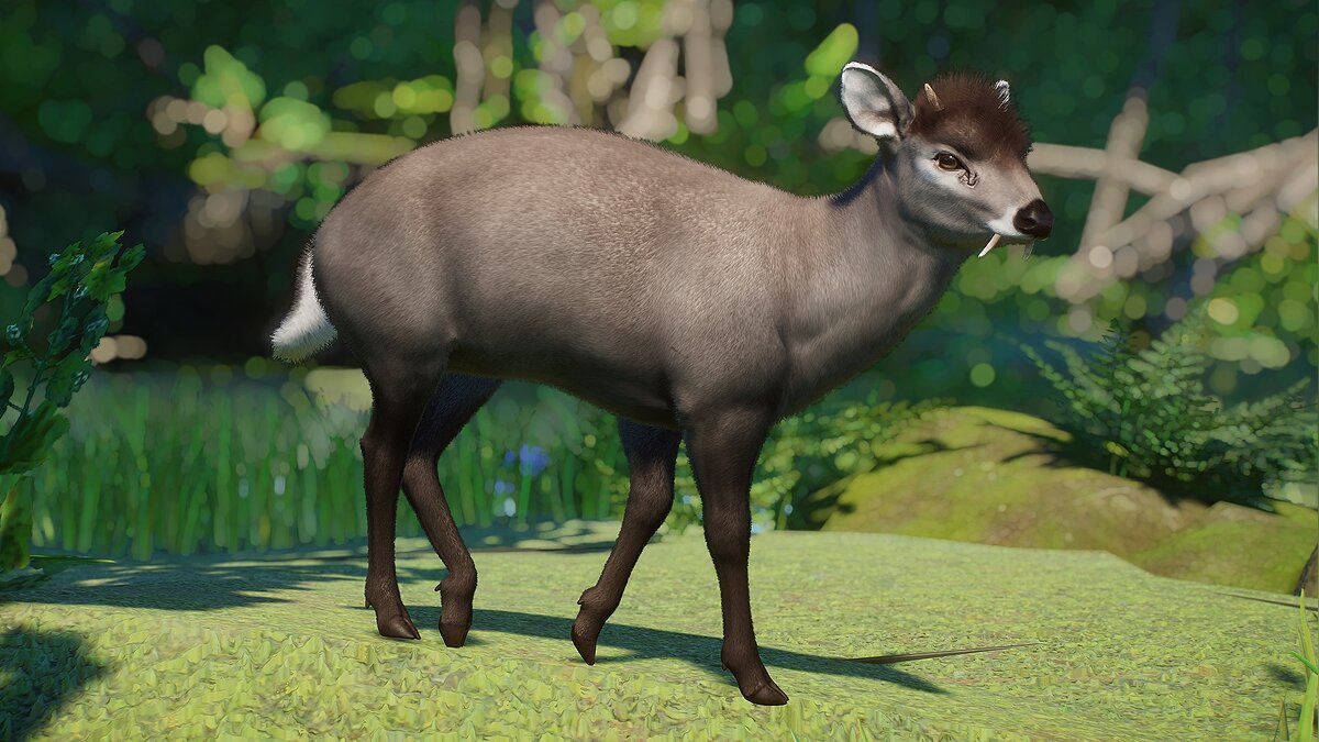 Planet Zoo — Tufted deer - new species