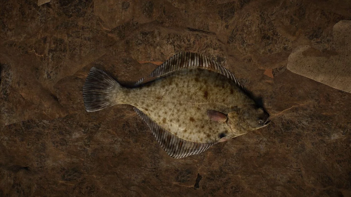 Planet Zoo — New species - European flounder