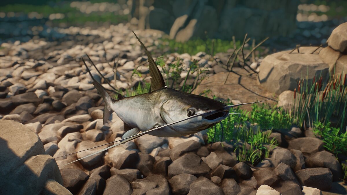 Planet Zoo — New species - gafftopsail catfish