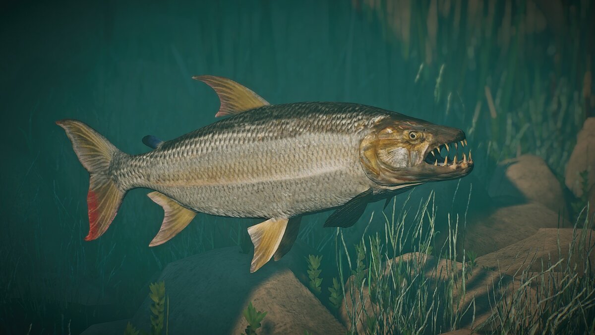 Planet Zoo — New species - Goliath tiger fish