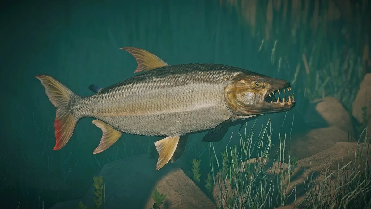 Planet Zoo — New species - Goliath tiger fish