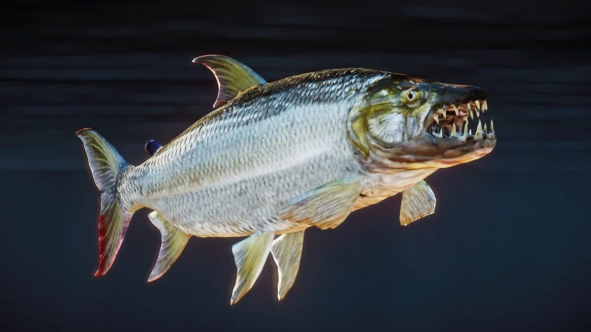 Planet Zoo — Нові види - тигрова риба-голіаф