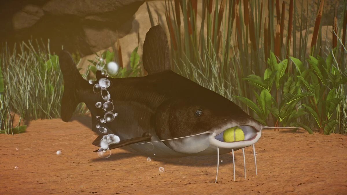 Planet Zoo — New species - Kamba catfish