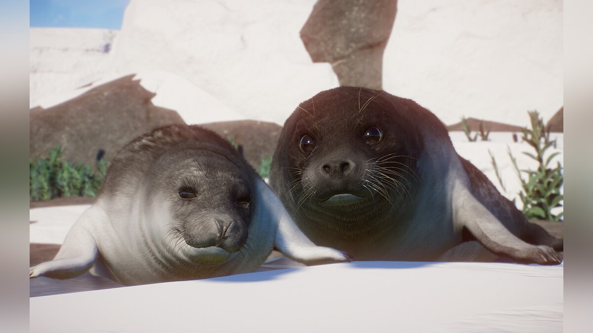 Planet Zoo — New species – ringed seal