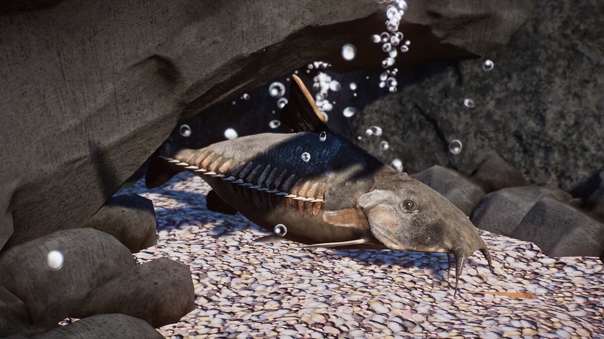 Planet Zoo — New species - toothy catfish