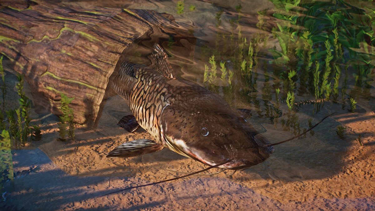 Planet Zoo — New species - Sorubim tiger catfish