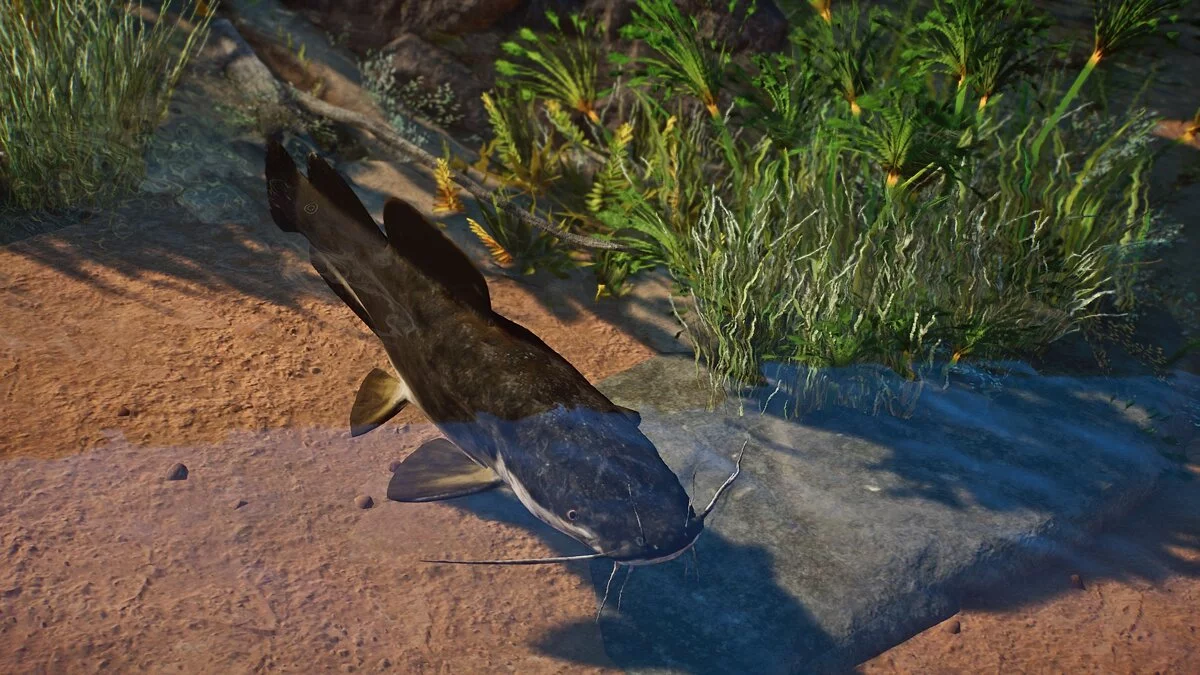 Planet Zoo — Новые виды - сом вунду