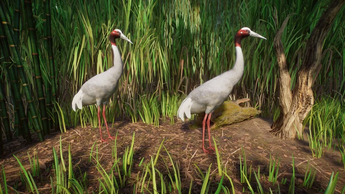 Planet Zoo — Sarus crane - new species