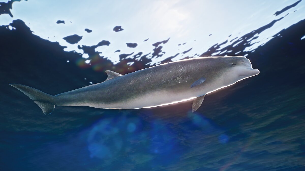 Planet Zoo — New species - northern bottlenose dolphin