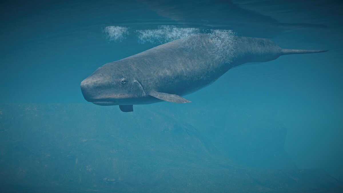 Planet Zoo — New species - dwarf sperm whale