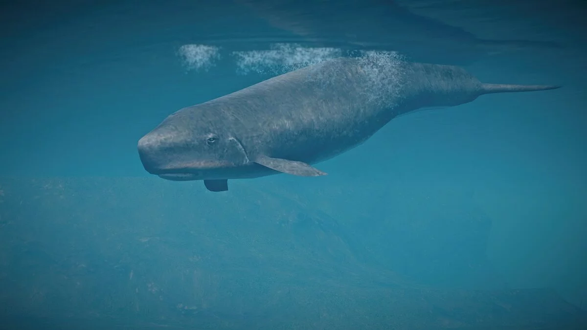 Planet Zoo — New species - dwarf sperm whale