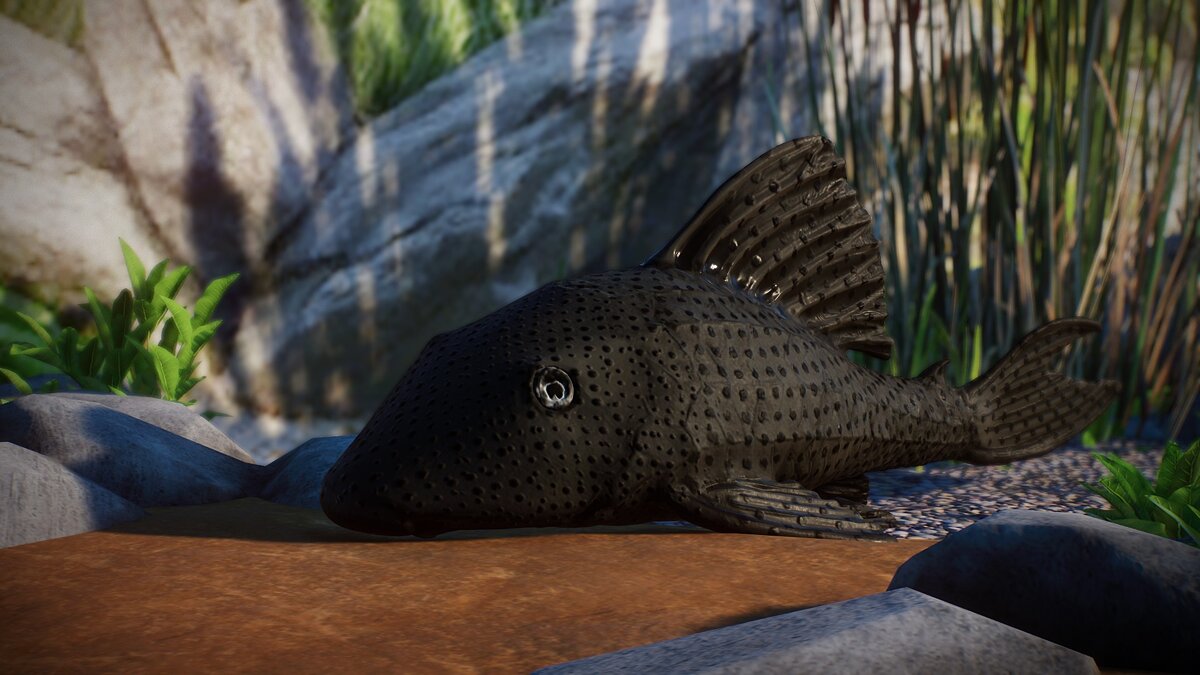 Planet Zoo — New species - Plecostomus vulgaris