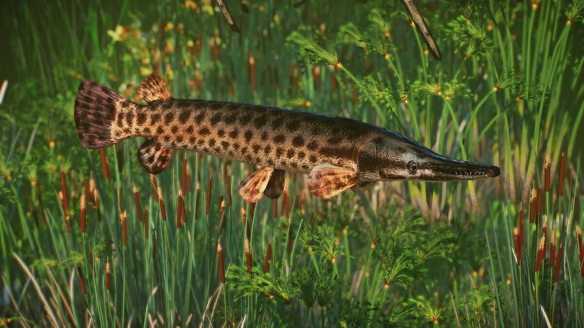 Planet Zoo — New species - Florida pike