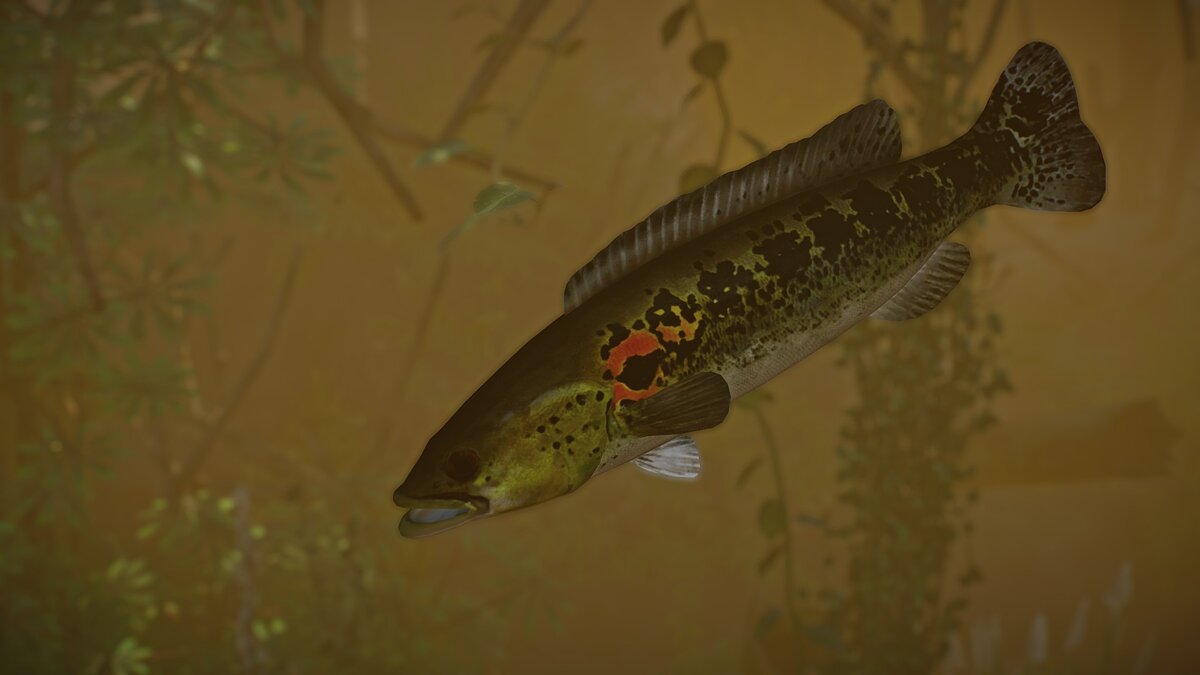 Planet Zoo — New species - marbled pike Cichlid