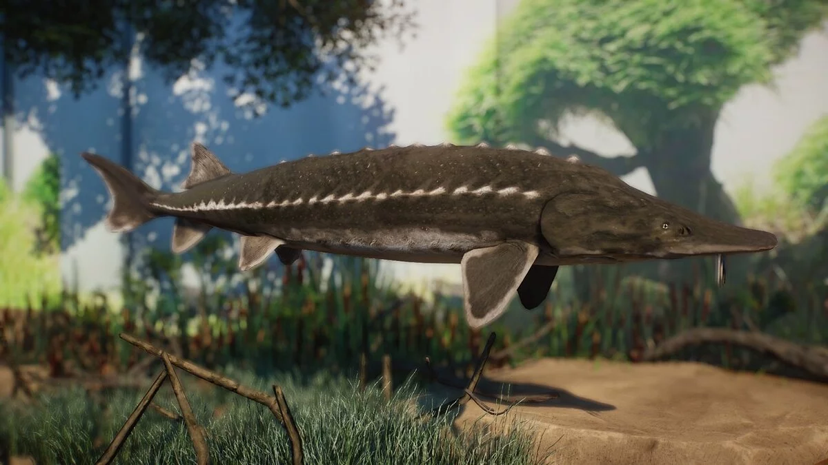 Planet Zoo — New species - lake sturgeon