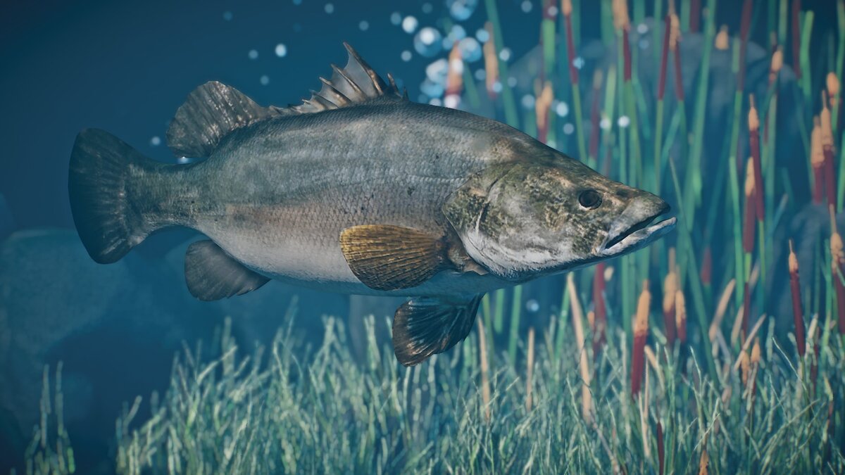 Planet Zoo — New species – Nile perch