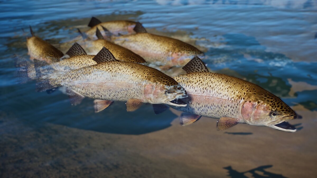 Planet Zoo — New species – rainbow trout