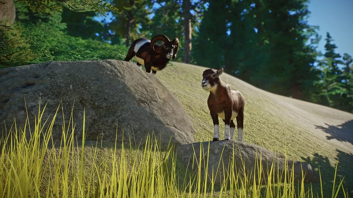 Planet Zoo — Новые виды - муфлоны