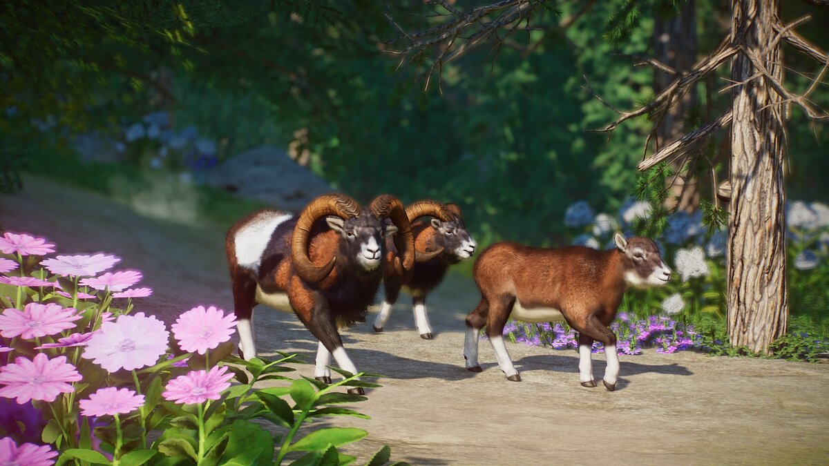 Planet Zoo — New species - mouflons