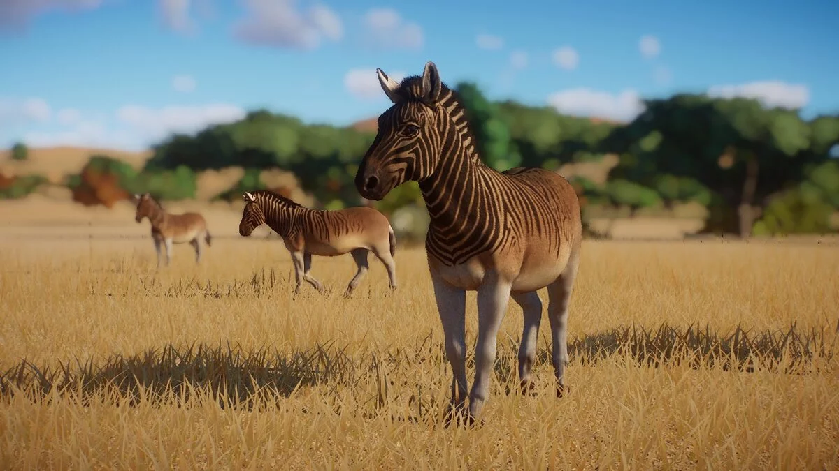 Planet Zoo — Quagga - new species