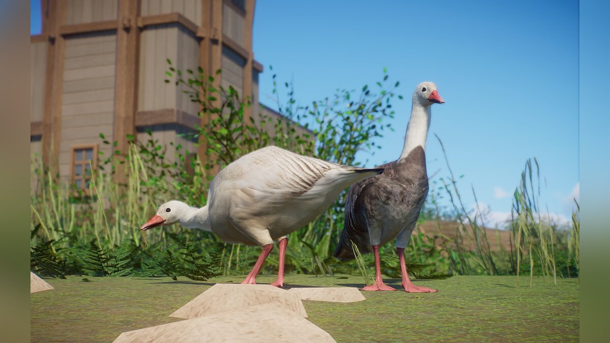 Planet Zoo — New species - snow goose